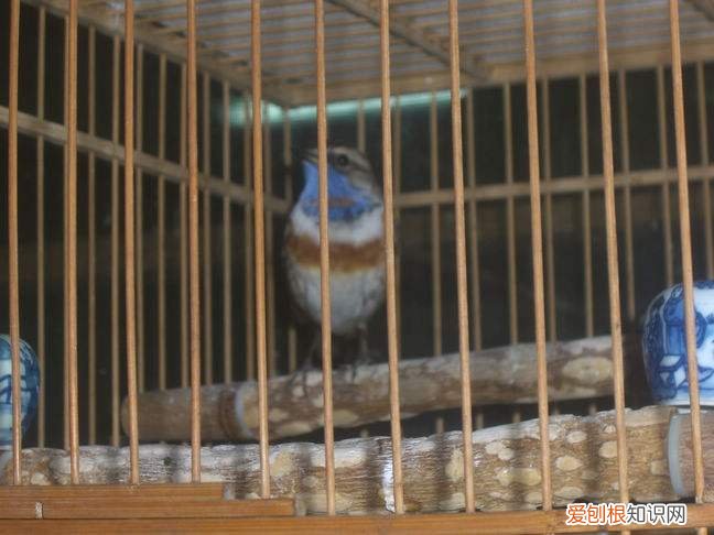 蓝靛颏上性,蓝靛颏增蓝