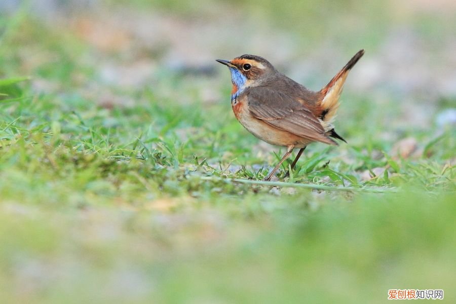 蓝点颏怎么压口,蓝点颏压口大全