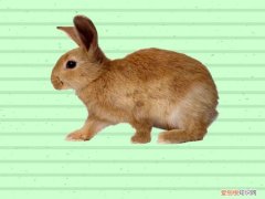 豫丰黄兔价格，豫丰黄兔多少钱一只