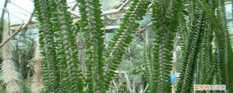 白蜡怎么繁殖 亚蜡木繁殖方法