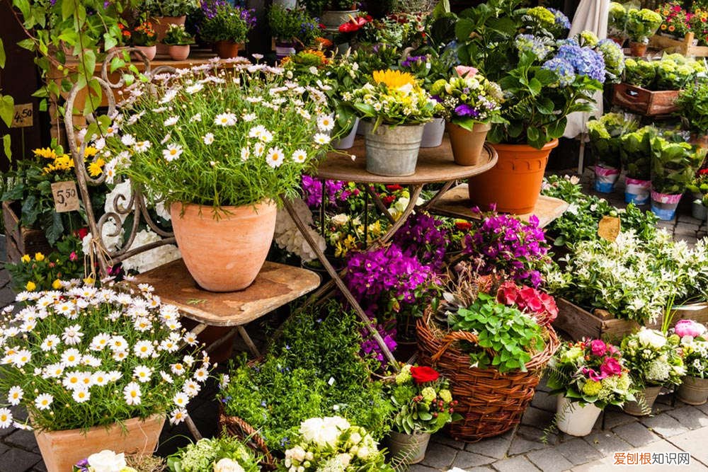 魔针地岳怎么养