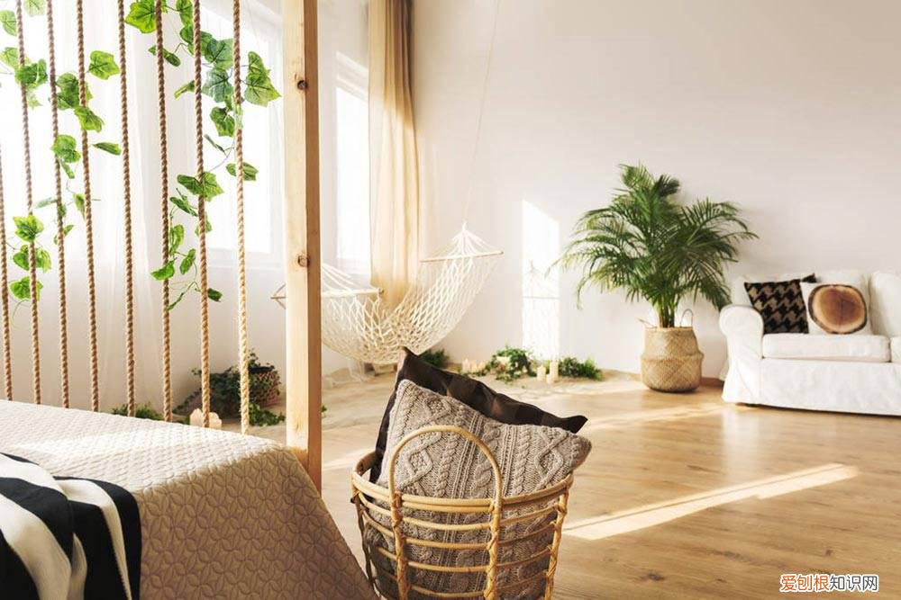 卷绢怎么养 屋卷绢怎么换盆