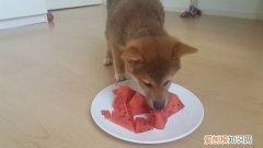 柴犬除了狗粮还能吃啥 柴犬除了狗粮吃什么好