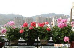 图 天竺葵叶片干枯怎么回事 天竺葵叶子发黄怎么办？