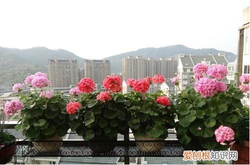 图 天竺葵叶片干枯怎么回事 天竺葵叶子发黄怎么办?