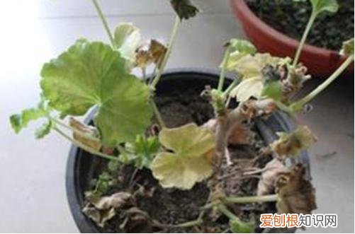 图 天竺葵叶片干枯怎么回事 天竺葵叶子发黄怎么办?