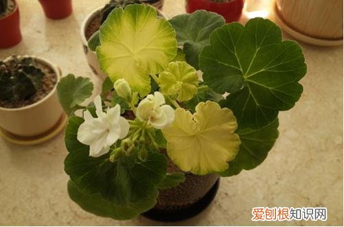 图 天竺葵叶片干枯怎么回事 天竺葵叶子发黄怎么办?