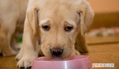 金毛吃那个狗粮好 金毛吃皇家狗粮怎么样