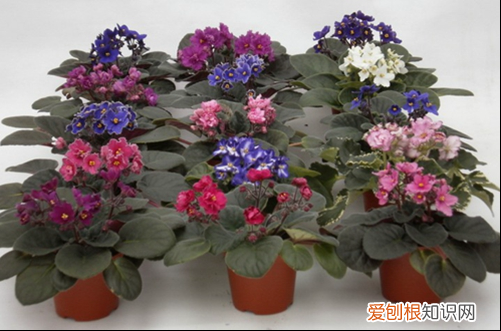 图 紫罗兰怎么养 如何养紫罗兰花