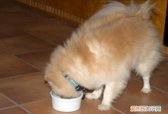 博美一般喂多少狗粮 博美狗粮吃多少