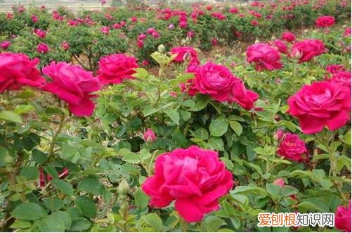 图 玫瑰花何时摘最佳 摘下的玫瑰花怎么长久保存？