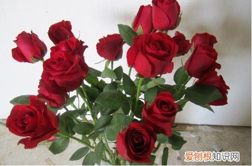 图 玫瑰花何时摘最佳 摘下的玫瑰花怎么长久保存？