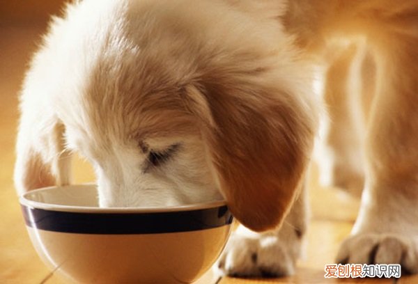 金毛几个月不用泡狗粮吗 金毛几个月不用泡狗粮