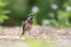 蓝点颏鸟怎么治感冒，红点颏鸟会学什么口