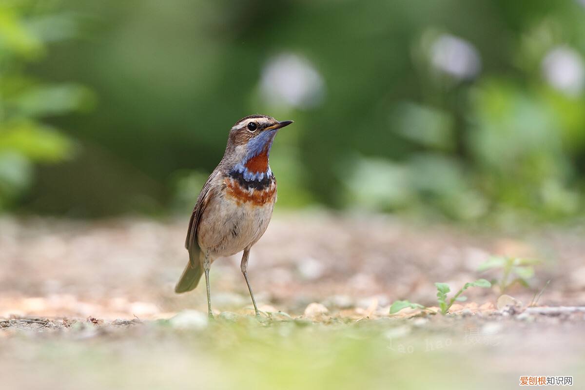 蓝点颏鸟怎么治感冒,红点颏鸟会学什么口