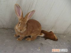 豫丰黄兔多少钱一只，虎皮黄兔多少钱一只