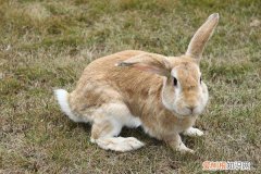 豫丰黄兔哪里有卖，豫丰黄兔价格