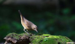 蓝靛颏怎么刮胡子