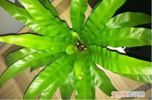 图 鸟巢蕨烂心怎么救(鸟巢蕨叶子干枯怎么救)