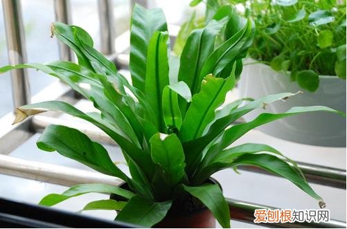 图 鸟巢蕨烂心怎么救(鸟巢蕨叶子干枯怎么救)