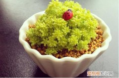 图 多肉黄金万年草怎么养 黄金万年草的养殖方法