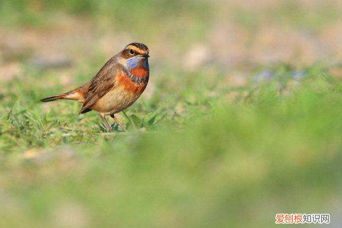 蓝靛颏鸟怎样上架,红靛颏鸟吧