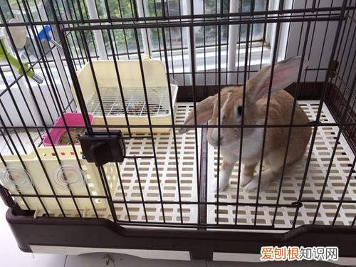 豫丰黄兔适应温度，豫丰黄兔种兔地址电话