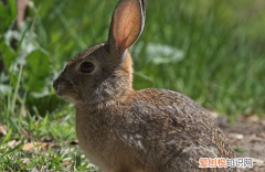 墨西哥长毛兔多少钱，墨西哥长毛兔多少钱1只