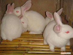 新西兰兔吃什么为主，新西兰兔有什么特点