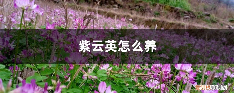 紫云英好养吗 紫云英怎么养