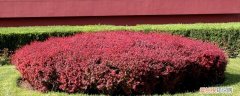红叶小檗怎么养 紫叶小檗怎么养