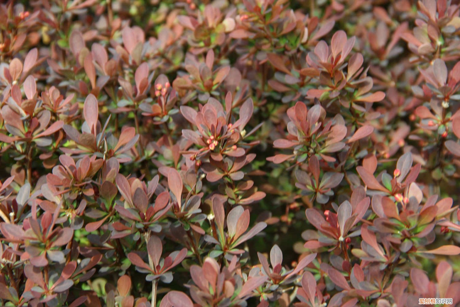红叶小檗怎么养 紫叶小檗怎么养