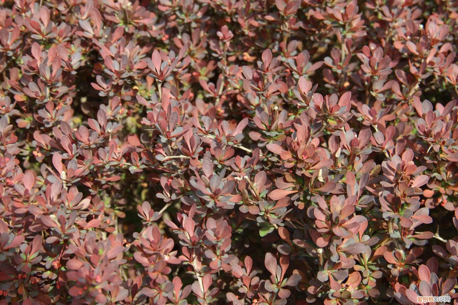 红叶小檗怎么养 紫叶小檗怎么养
