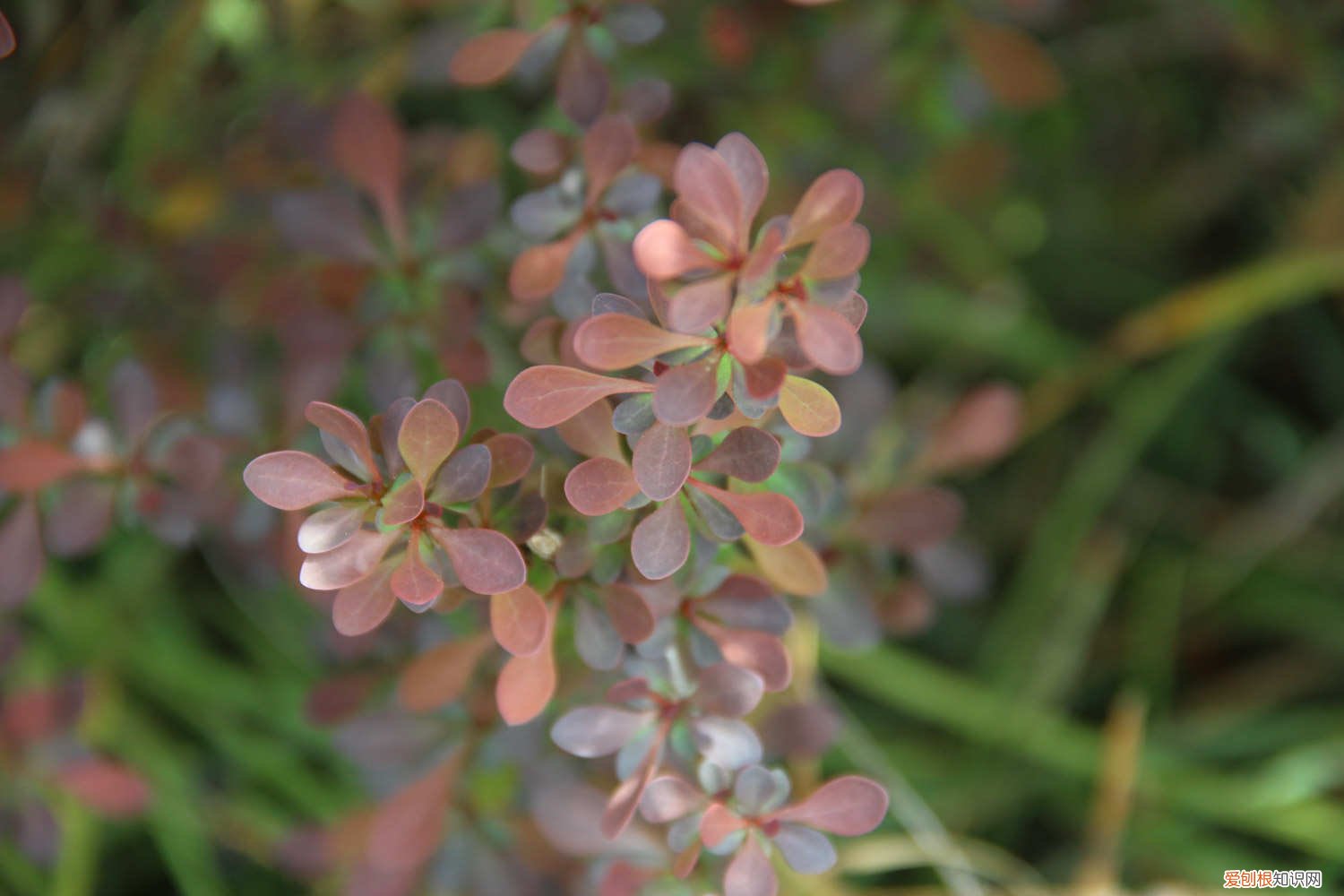 红叶小檗怎么养 紫叶小檗怎么养