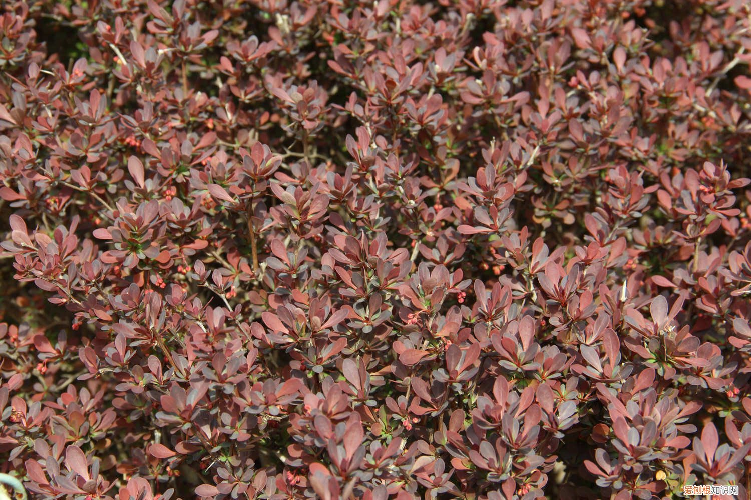 红叶小檗怎么养 紫叶小檗怎么养