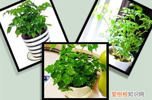 图 幸福树掉叶子怎么办 幸福树掉叶子是怎么回事