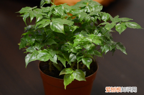 图 幸福树掉叶子怎么办 幸福树掉叶子是怎么回事