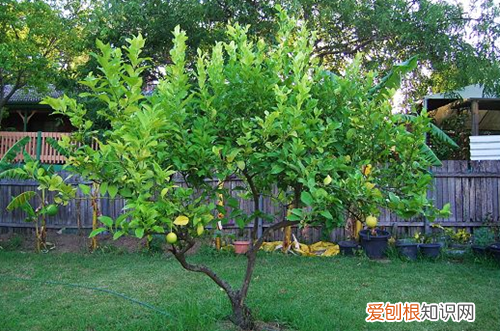 图 柠檬树怎么养 柠檬树能长多大