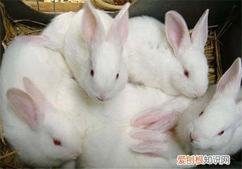 新西兰兔饲料配方，兔饲料最新配方