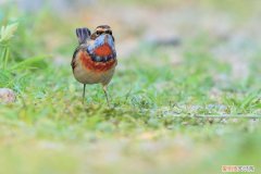 蓝靛颏品相，蓝靛颏品相截紫