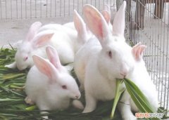 伊拉兔跟新西兰兔怎么区分，伊拉兔和新西兰兔杂交