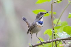 蓝靛颏洗澡，蓝靛颏鸟怎么洗澡