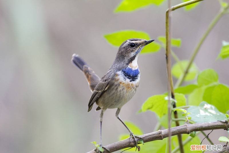 蓝靛颏洗澡，蓝靛颏鸟怎么洗澡