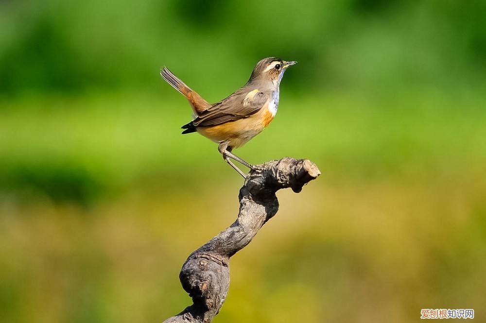 蓝靛颏几月份开始换毛，蓝靛颏换完毛没叫过
