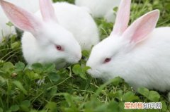 新西兰兔性情，新西兰兔长什么样子