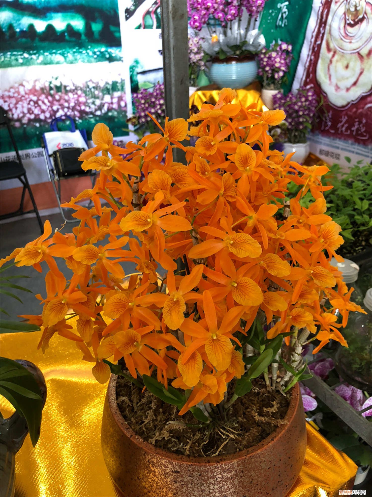 石斛的养殖方法 家庭 肿节石斛的养殖方法