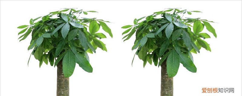 招财树的养殖方法和注意事项盆栽 招财树的养殖方法和注意事项
