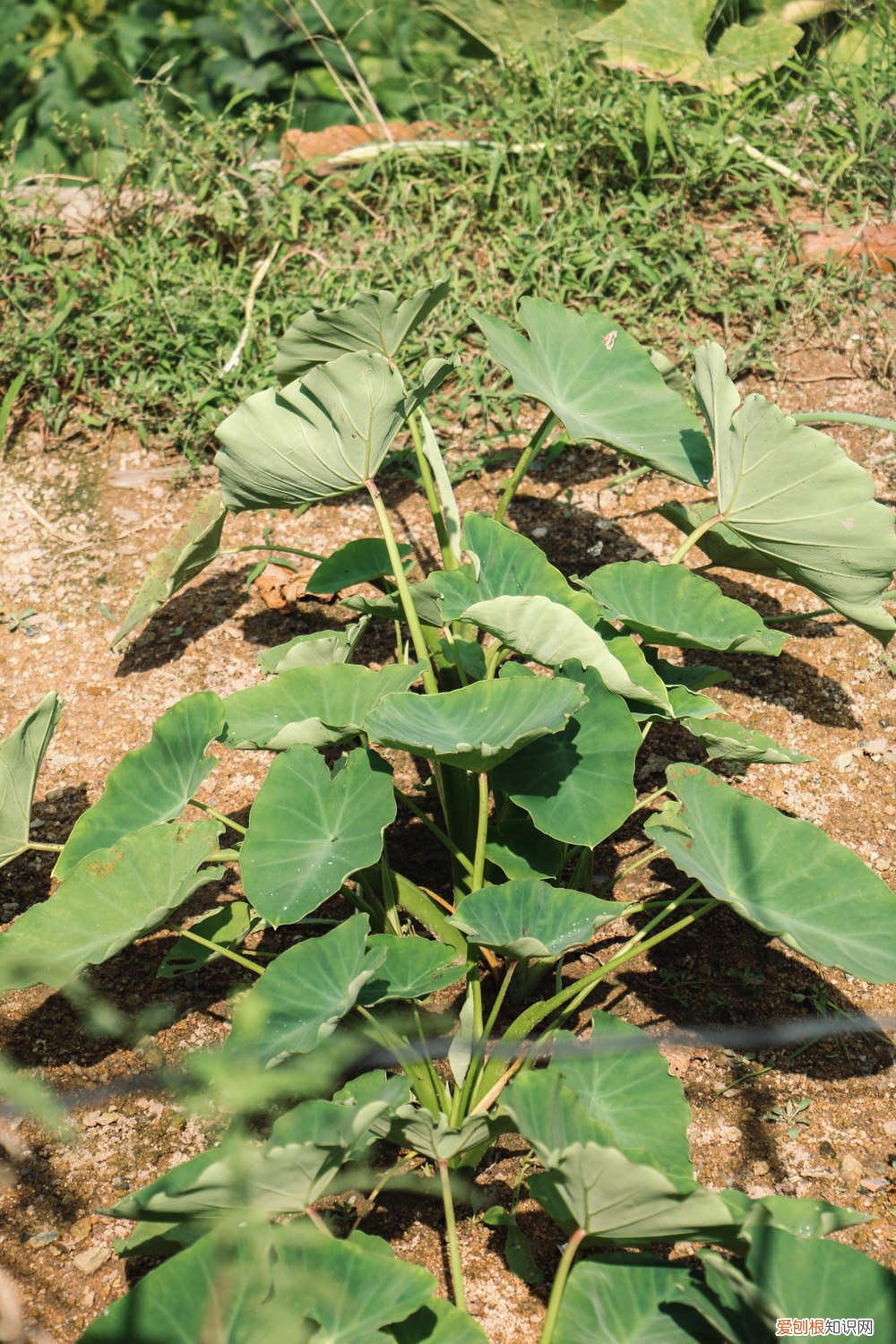 芋头的养殖方法和注意事项 芋头的养殖方法