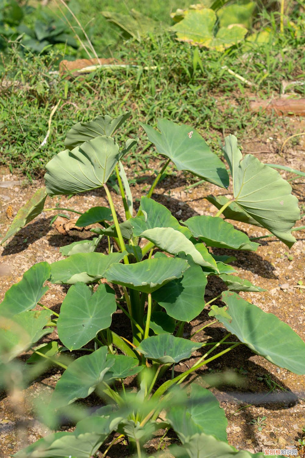 芋头的养殖方法和注意事项 芋头的养殖方法