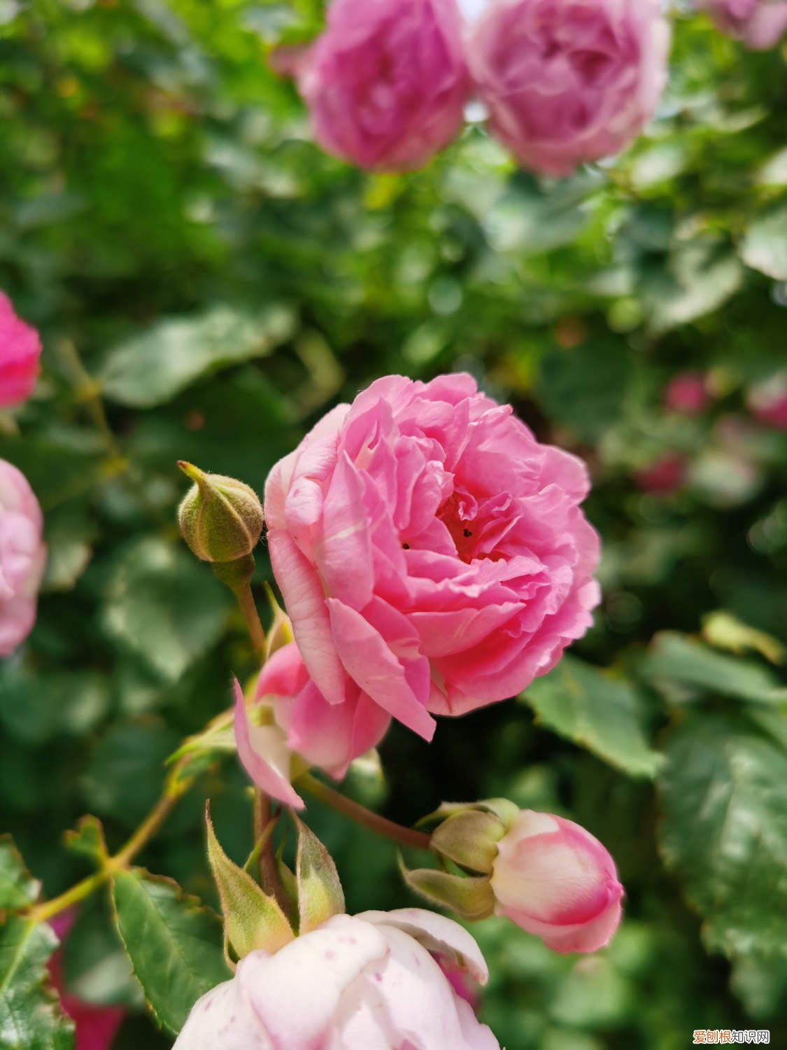 野蔷薇能养家里吗 怎么养野蔷薇